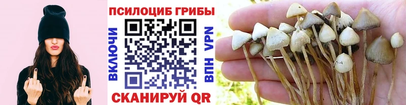 Галлюциногенные грибы GOLDEN TEACHER Куртамыш